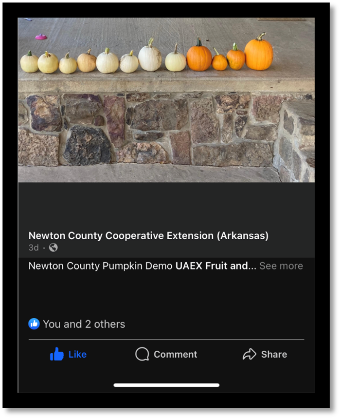 2023 County Agent Pumpkin Demonstration Results
